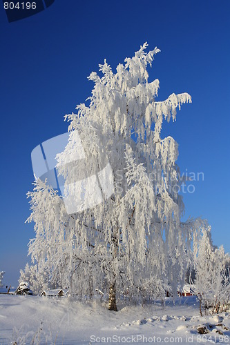 Image of Winterscape