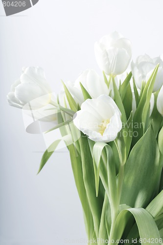 Image of White spring tulips