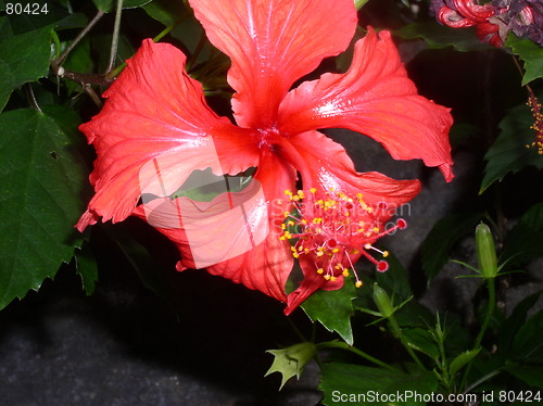 Image of Caribbean flower