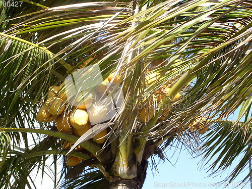 Image of Palm in wind