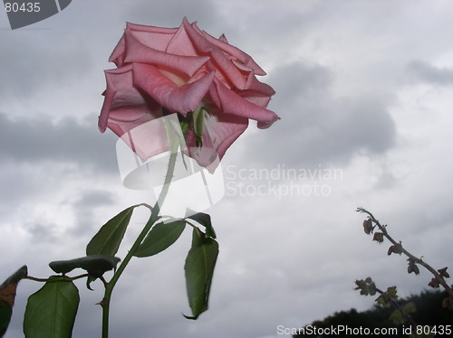 Image of Single rose