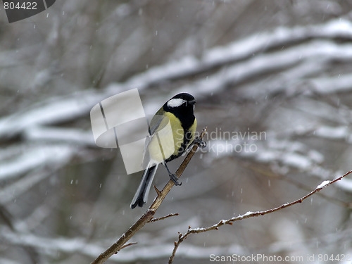 Image of Titmouse on twig