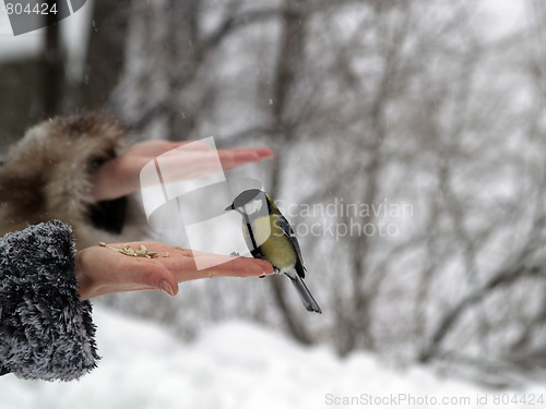 Image of Bird in hand