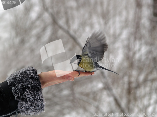 Image of Bird in hand