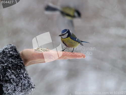 Image of Bird in hand