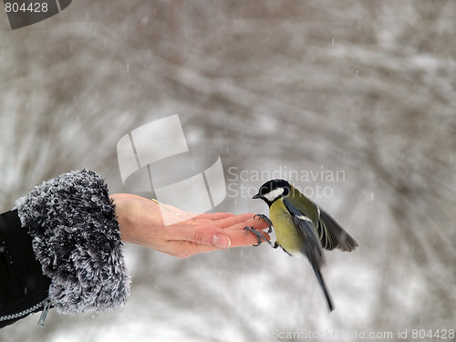 Image of Bird in hand