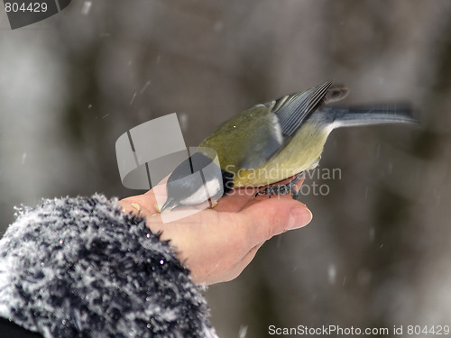 Image of Bird in hand