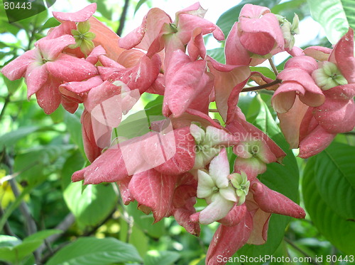 Image of Flowers