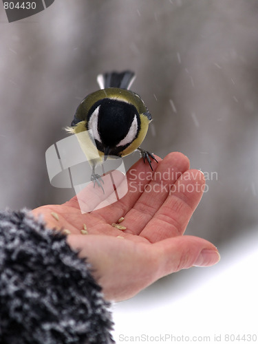 Image of Bird in hand