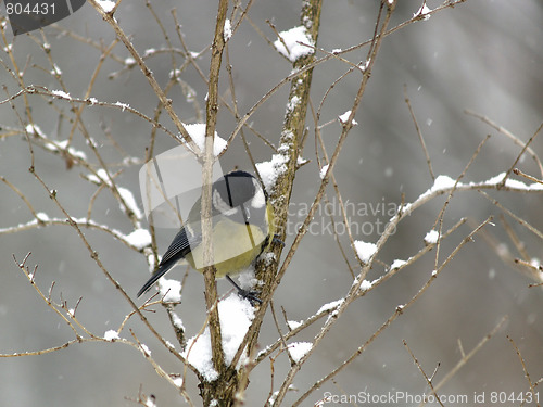 Image of Titmouse on twig