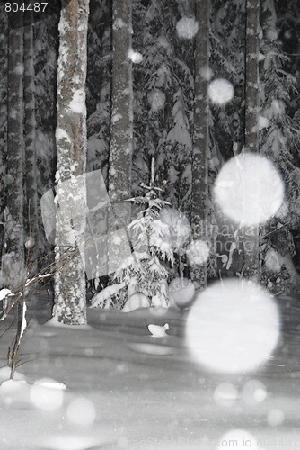 Image of Night Snowy Forest