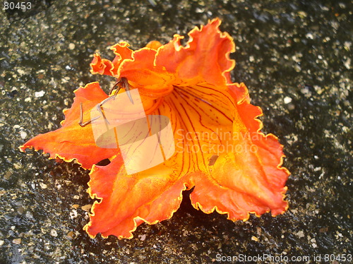 Image of Caribbean flower