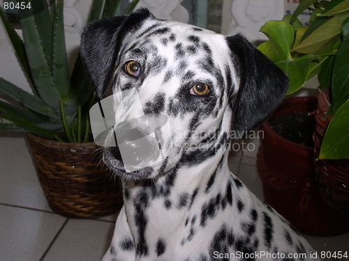 Image of Dalmatian 1