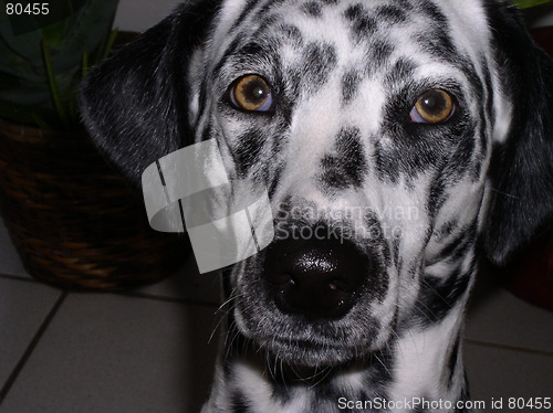 Image of Dalmatian 2