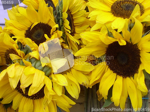 Image of Sunflowers