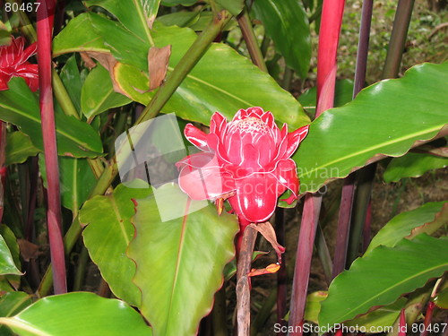 Image of Caribbean Flower