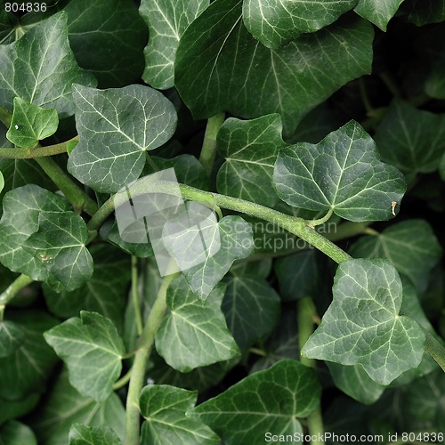 Image of Ivy