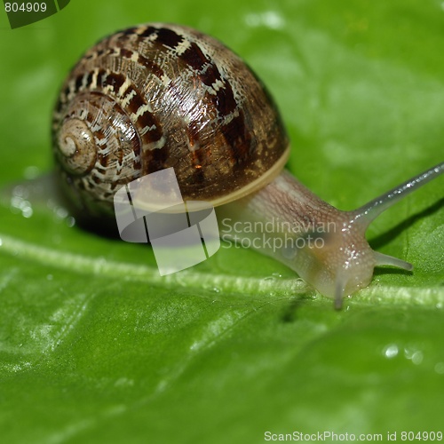 Image of Snail slug on lettuce