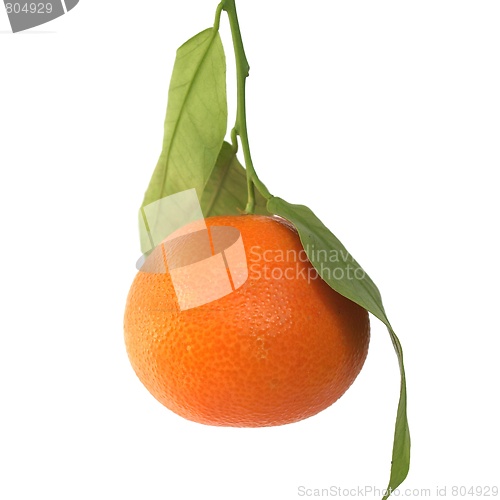 Image of Tangerine