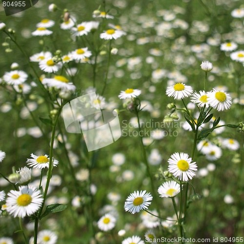 Image of Daisy