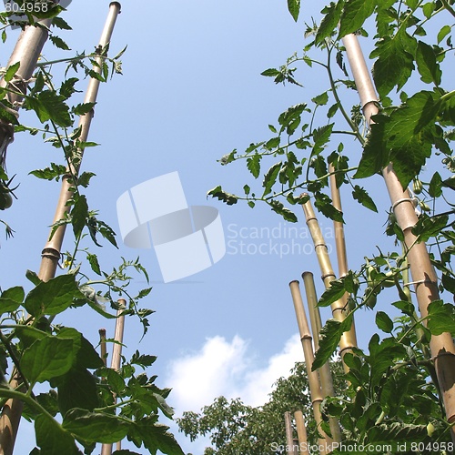 Image of Tomato plants