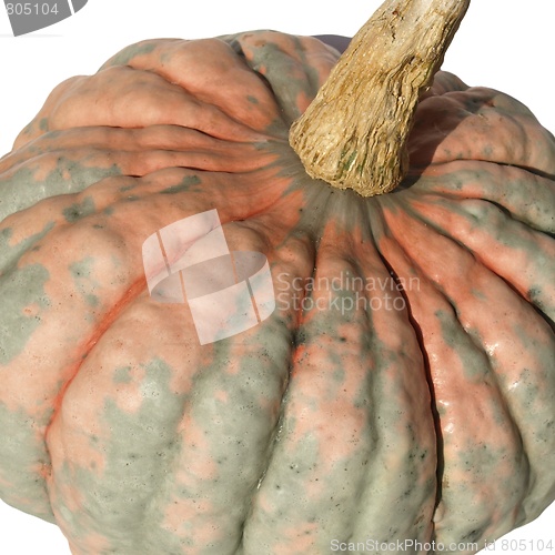 Image of Pumpkin