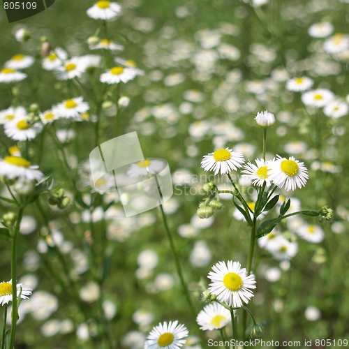 Image of Daisy
