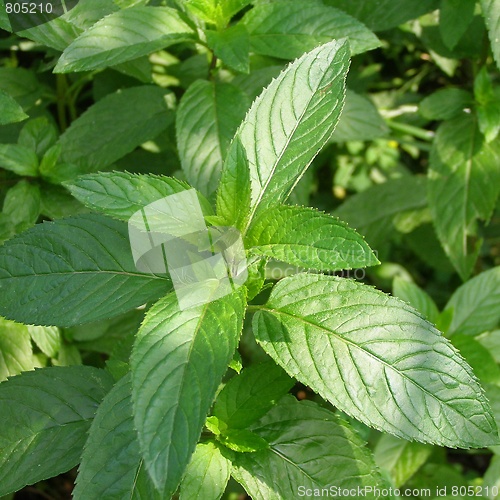 Image of Peppermint