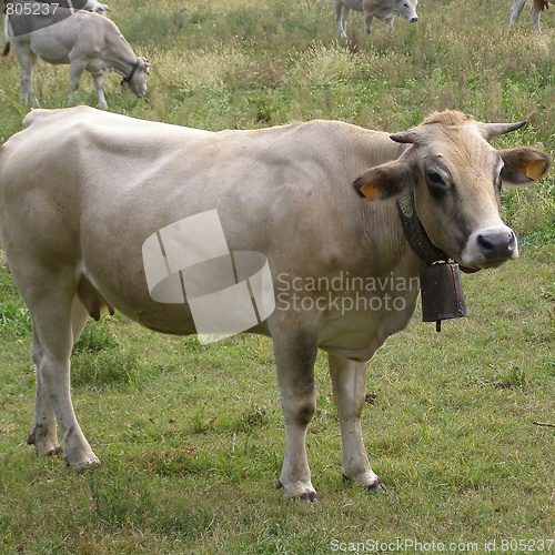 Image of Cow cattle