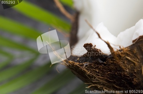 Image of coconut and palm leaf. exotic scene