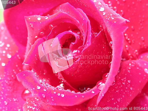 Image of pink rose