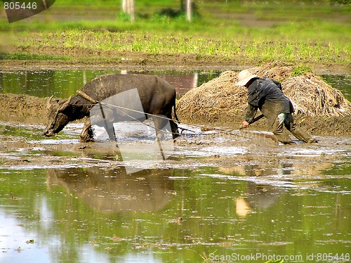 Image of hard working thai with buffalo