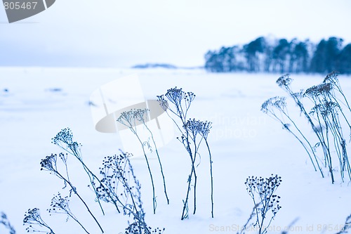 Image of Winter landscape