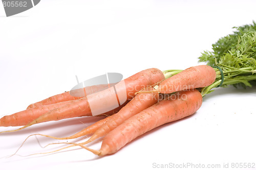 Image of garden carrots