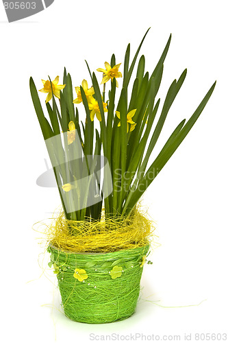 Image of Daffodiles