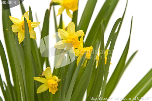 Image of Daffodiles