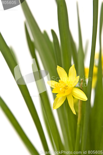 Image of Daffodiles