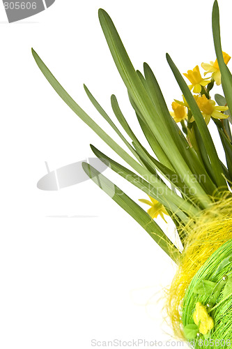 Image of Daffodiles