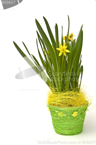 Image of Daffodiles