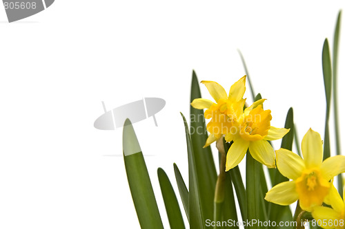 Image of Daffodiles