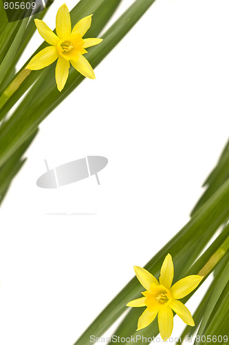 Image of Daffodiles