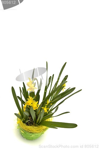 Image of Daffodiles