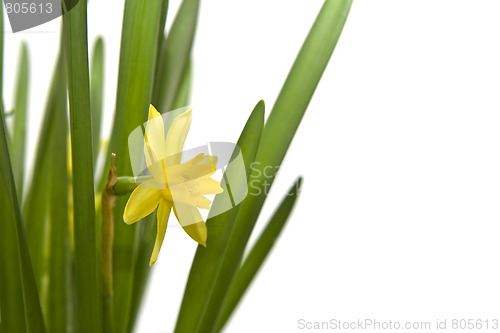 Image of Daffodiles