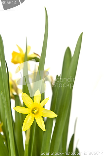 Image of Daffodiles