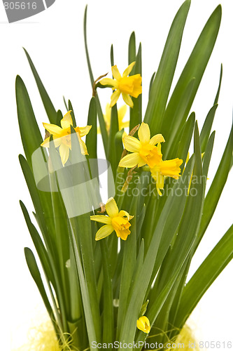 Image of Daffodiles