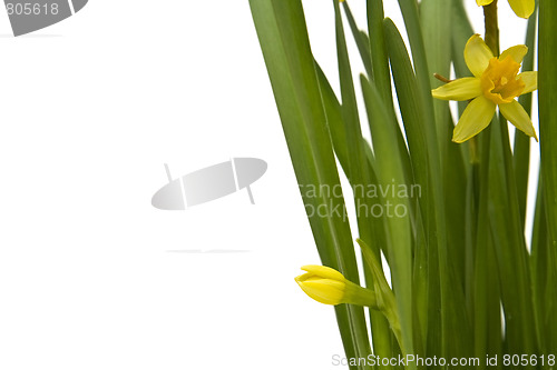 Image of Daffodiles