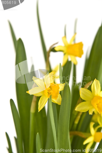 Image of Daffodiles