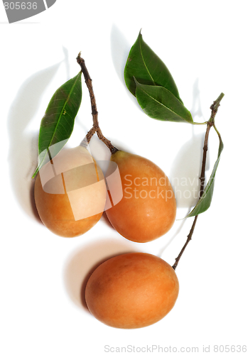 Image of Exotic Thai Fruit. Maprang, Marian plum, Gandaria, Marian mango, Plum mango