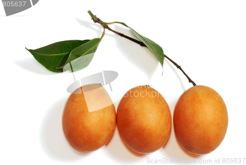 Image of Exotic Thai Fruit. Maprang, Marian plum, Gandaria, Marian mango, Plum mango