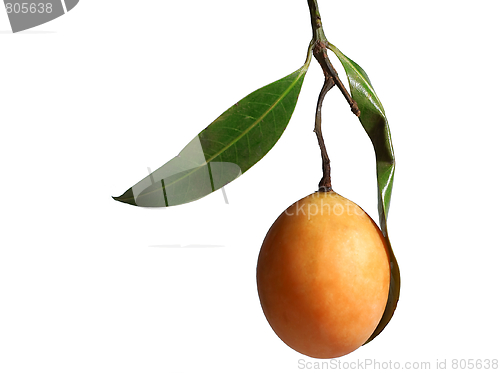 Image of Exotic Thai Fruit. Maprang, Marian plum, Gandaria, Marian mango, Plum mango